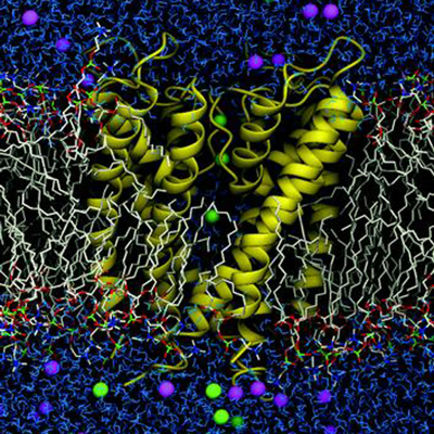 Atomistic simulation of ion conduction through a K+ channel embedded in lipid bilayer surrounded by explicit water.