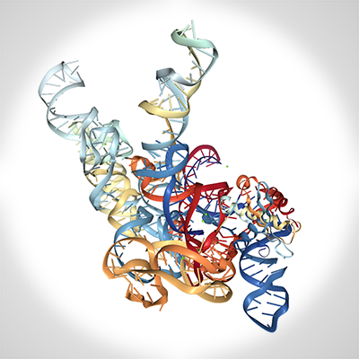 Crystal structure of bacterial RNase P ribonucleoprotein in complex with tRNA and in the presence of the 5’leader which is cleaved from the pre-tRNA substrate through the catalytic activity of this ribozyme.