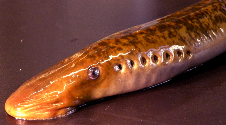 A closeup picture of a lamprey