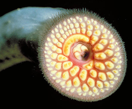 A lamprey with its mouth open