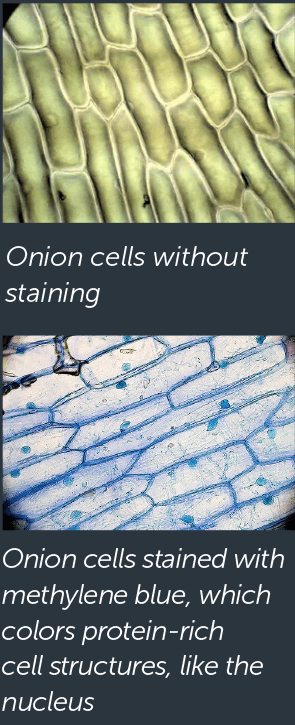 images of onion cells