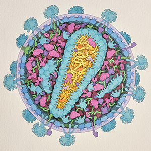 Artist’s rendering of HIV membrane enveloped capsid and its components reflecting typical stoichiometry of assembled virion.