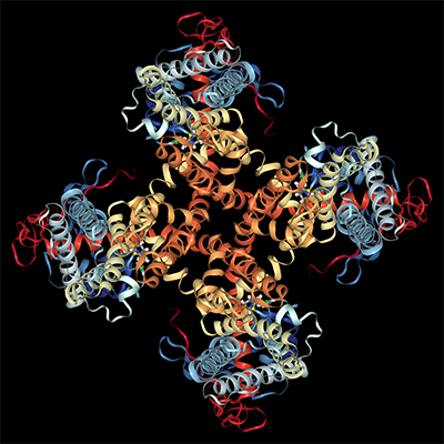 Structure model at 3.43 Å resolution of the TRPV1 channel in complex with capsazepine, determined in lipid nanodiscs by single particle cryo-electron microscopy from PDB entry 51SO. Labs of David Julius and Yifan Cheng at UCSF. Nature 534, 347-351 (16 June 2016). Acknowledges NS support of DJ and GM R01, P01, and P50 support as well as HHMI support of Y.C.