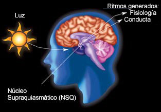 Luz, Núcleo Supraquiasmático (NSQ), Ritmos resultantes, fisiológicos, conductuales