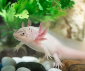 A pink salamander with feathery gills in a fish tank with stones and greenery.