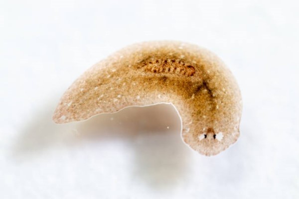 A light brown worm with a wide, flat body.