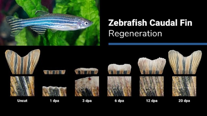 A blue-and-white-striped zebrafish along with closeups of a fin in stages of regeneration.