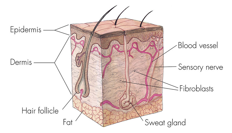 Skin cross section illustration.