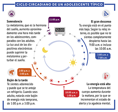 Ciclo circadiano de un adolescente promedio: un círculo representa 24 horas. La sección de 10:00 a. m. a 1:00 p. m. está designada como “la energía está alta”, la sección de 2:00 p. m. a 5:00 p. m. está designada como “bajón de la tarde”, la sección de las 11:00 p. m. está designada como “somnolencia” y la sección de las 3:00 a. m. a las 7:00 a. m. está designada como “el gran descenso”.