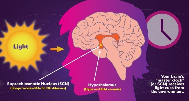 An illustration of a brain inside a human head, with the central locations of the hypothalamus and suprachiasmatic nucleus highlighted. Sunlight shines toward the eyes, and there is a clock in the background.