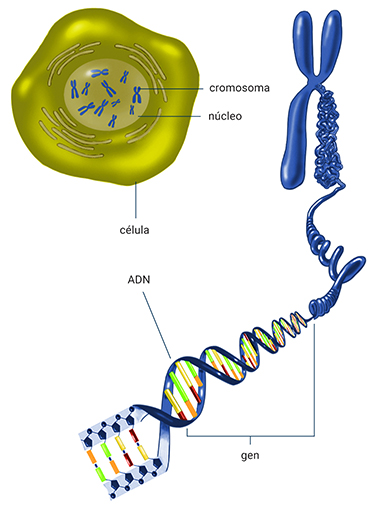 Ilustración del ADN que contiene genes enrollados en un cromosoma. También se muestra una célula con cromosomas dentro del núcleo.