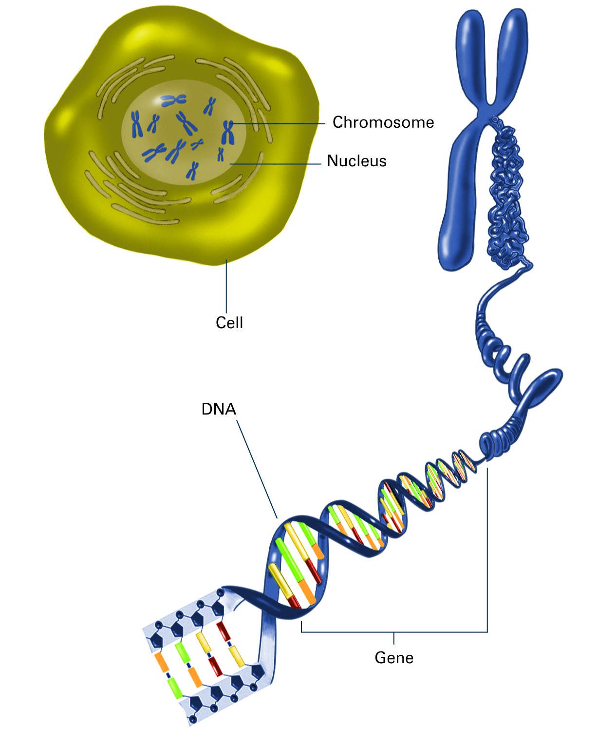 An illustration of DNA, containing genes, being folded into a chromosome. It also shows a cell with chromosomes inside the nucleus.