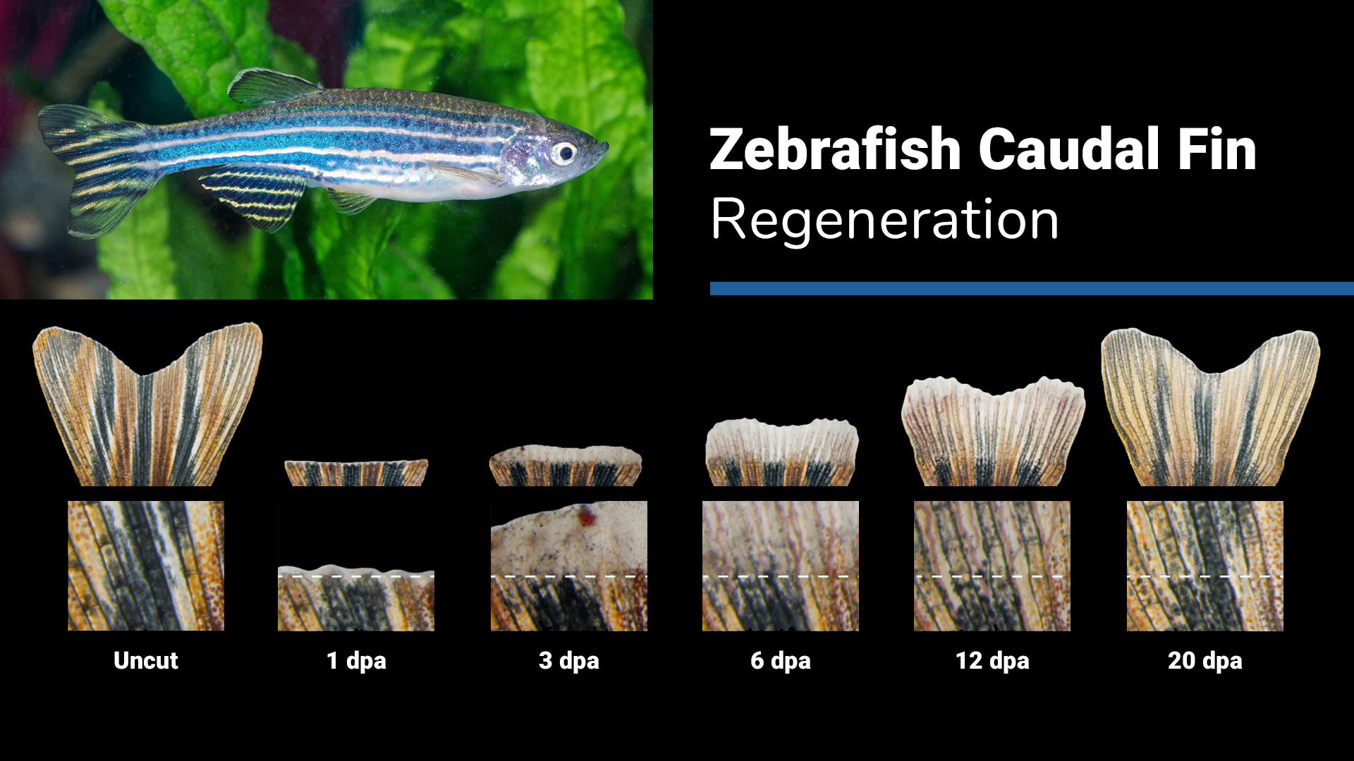 Zebrafish Caudal Fin Regeneration: A blue-and-white-striped zebrafish and images of a fin, shown in stages, which was lost and is regenerating or growing back.