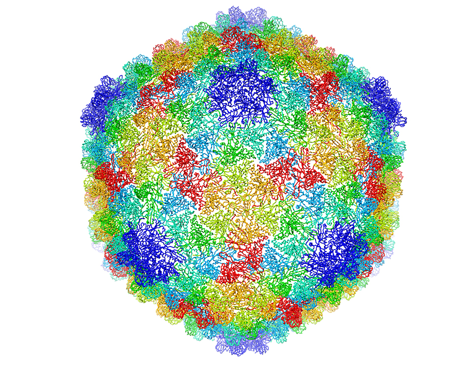 An atomic-scale model of a virus that infects the Salmonella bacterium.