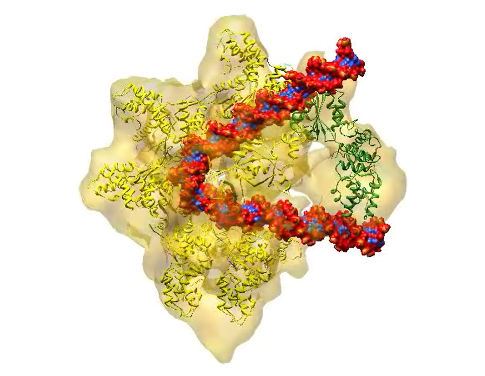 Cryo-electron microscopy is often used to determine the structures of large molecular complexes like the origin recognition complex (ORC), which recognizes and binds DNA to start replication, the process that copies the cell’s genetic material prior to cell division. Credit: Huilin Li, Brookhaven National Laboratory and Bruce Stillman, Cold Spring Harbor Laboratory.