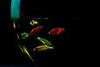 Low resolution small glowing fish.