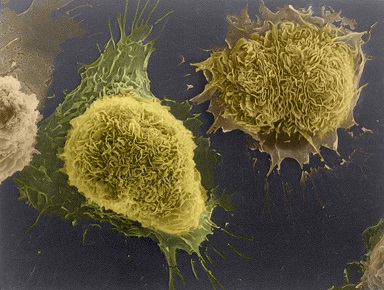 Laboratory-grown cells. 