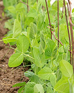 Pea plant
