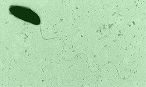 Marine bacterium Marinomonas mediterranea