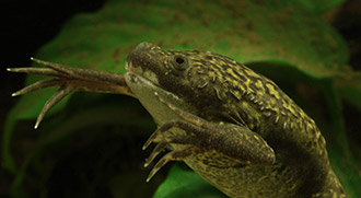 Xenopus laevis
