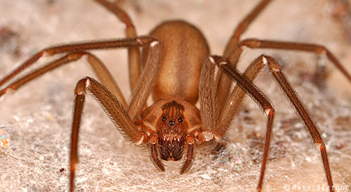 Brown recluse