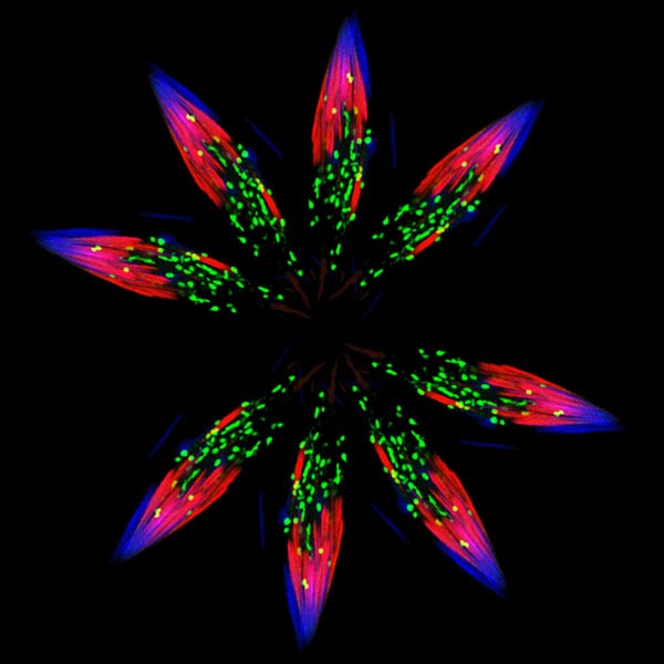 spermatids