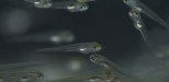 zebrafish2