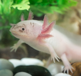 A pale pink and white salamander in water surrounded by green plants.