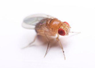 A fruit fly with red eyes, clear wings, and a tan body standing on a white background.