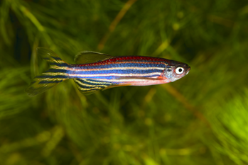A blue-, silver-, and yellow-striped zebrafish in the water.
