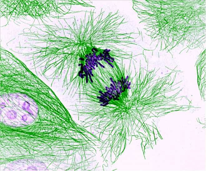 A cell splitting two full sets of its genetic information to ultimately form two new cells.