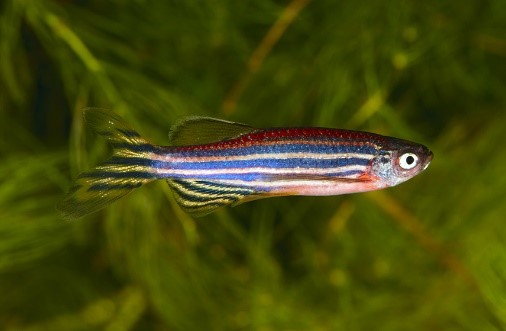 A zebrafish.