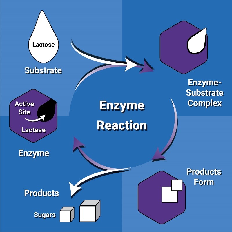 A four-quadrant figure with a clockwise circle in the center labeled Enzyme Reaction. In the upper left, a white dewdrop substrate labeled Lactose joins the enzyme, labeled Lactase, at the active site. The top right shows the two bound together as the Enzyme-Substrate Complex. The bottom right identifies the products formed within the active site. The bottom left shows the free products (sugars) leaving as the enzyme returns to the initial state.