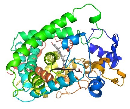 A round structure made up of many spirals or alpha helices, with a small gray molecule in the middle.