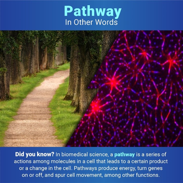 Below the title “Pathway: In Other Words,” two images are separated by a jagged line. On the left is a path between trees, and on the right are cells with an activated signaling pathway. Under the images, text reads: “Did you know? In biomedical science, a pathway is a series of actions among molecules in a cell that leads to a certain product or a change in the cell. Pathways produce energy, turn genes on or off, and spur cell movement, among other functions.”