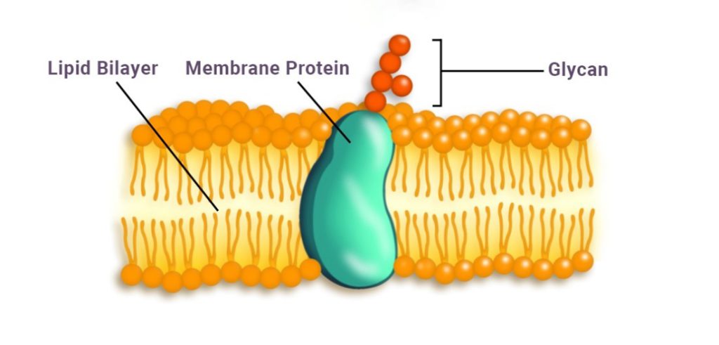 Two layers of gold, tadpole-shaped molecules with their “tails” facing each other and their “heads” pointed outward. A large green oval is embedded in the layers and sticks out on either side. A chain of orange spheres extends from the oval.