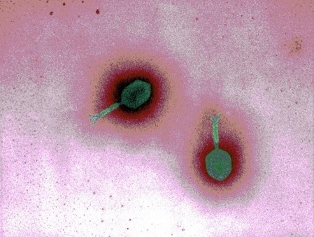 Two viruses each made up of a diamond-like shape connected to a narrow cylinder that has small leg-like protrusions at the bottom.