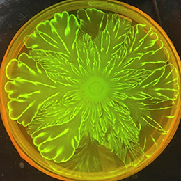 Glowing green striations within a bright-orange circular border.