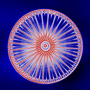 A round, red outline surrounding many thin, repeating blue and red lines and circles.