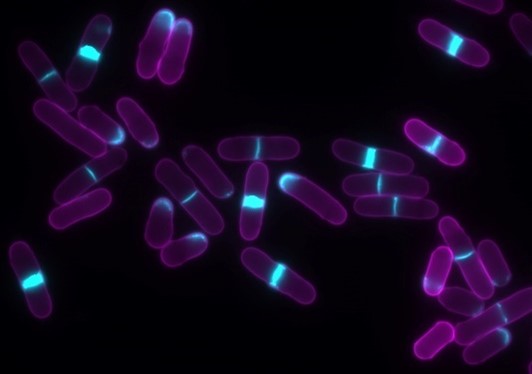 Many purple oblong cells. Some have blue lines in their middles.