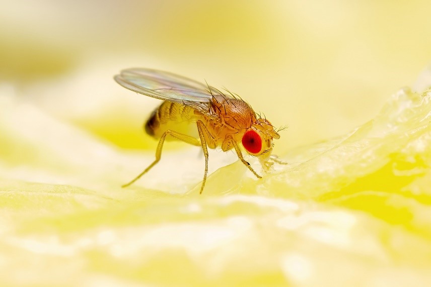 A fruit fly on a yellow fruit.