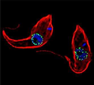 Two red oval structures with blue and green flecks concentrated toward their centers.