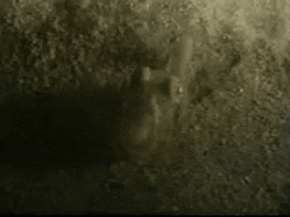 A Hawaiian bobtail squid burying itself in the sand.