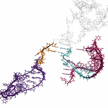 A multicolored RNA molecule folding as it forms.