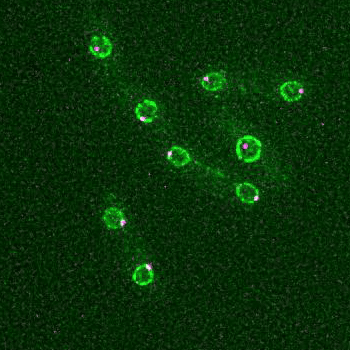 Many round green cells moving slightly. Over time, some elongate and split into two distinct cells.