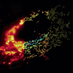 Composite image of mitochondria in a cell