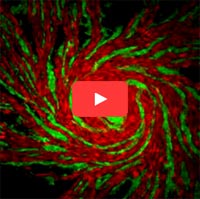 Video screen shot showing different strains of amoeba cells in red and green.