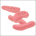 Mitochondria. Credit: Judith Stoffer.