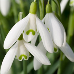 Snowdrops