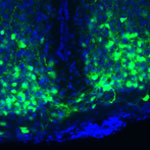 VIP in time-keeping brain cells